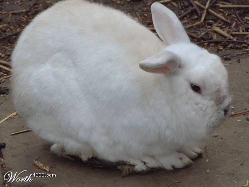 This bunny is fat This bunny is fat