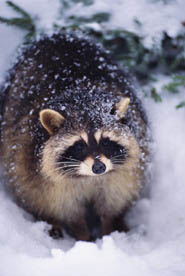 Raccoon Raccoon